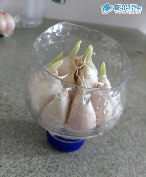 小手工-塑料瓶蒜苗盆栽