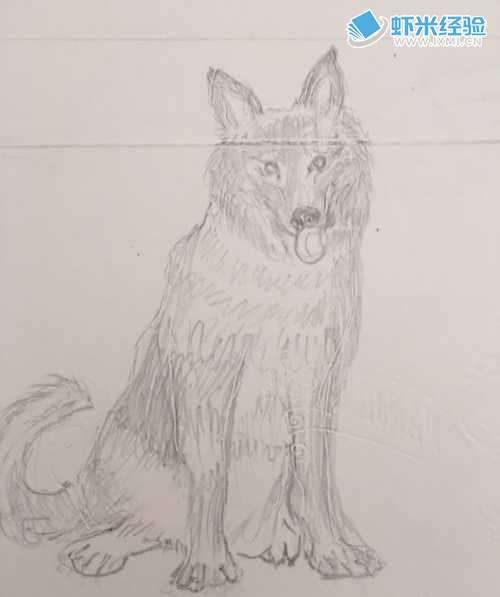 如何画狼狗的简笔画