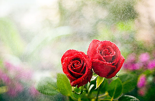 女生买玫瑰_买玫瑰花送女朋友一般送多少朵_