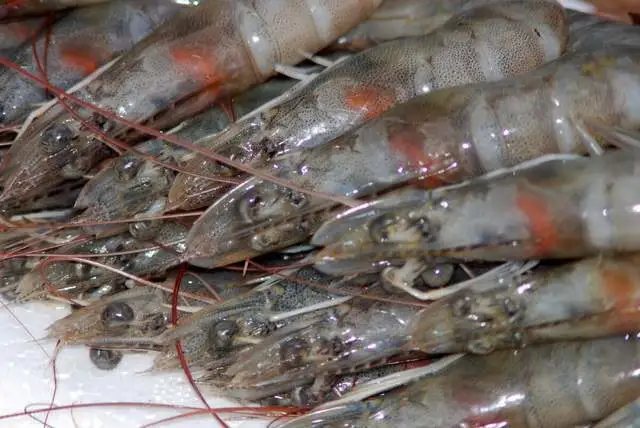 _日本排放核污水能吃海鲜吗_核污染虾还能吃吗