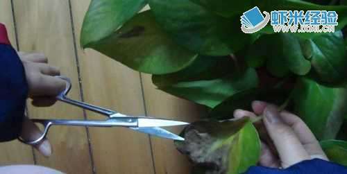 怎么教孩子学会修剪绿萝植物